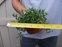 String of Bananas Succulent-Senecio - 4 inch pot