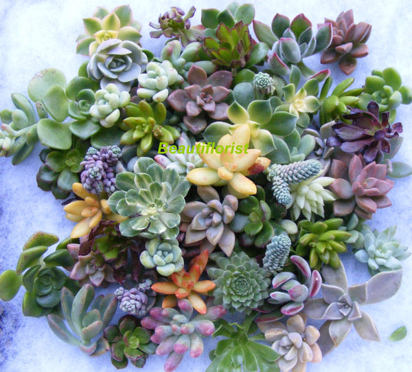 where to buy succulent cuttings 150/200 Rosette cuttings Assorted Succulent Cuttings – Beauti Florist