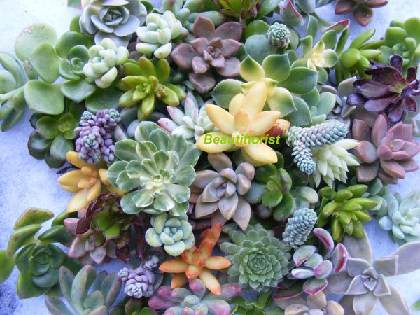 assorted succulent cuttings Succulent Rosette Cuttings /types/ for sale/wall