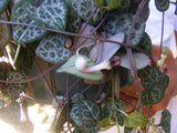 String of Hearts Plant Succulent Ceropegia Woodii 5 inch Hanging pot