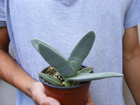 Crassula Falcata Succulent