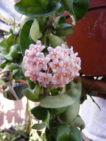 Hoya Hindu Rope wax plant