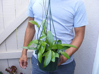 Hoya pubicalyx wax plant