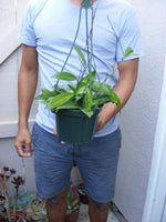 Hoya pubicalyx wax plant