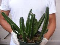 Stapelia Gigantea Succulent large