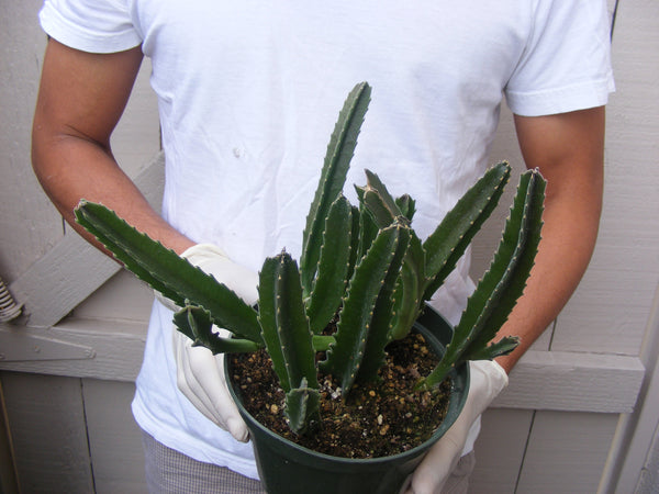 gigantea succulent Stapelia Gigantea Succulent large/ for sale