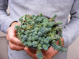 Blue Tear Sedum Cluster-Sedum Dasyphyllum Major Succulent Great for Fairy Garden Plant