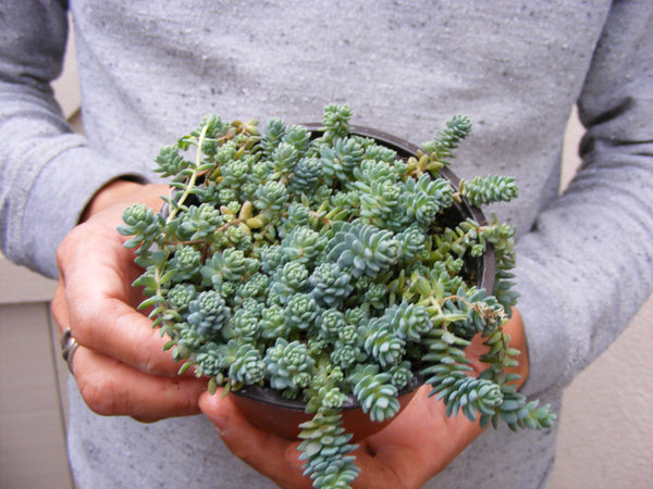 blue fairy garden succulents Blue Tear Sedum Cluster-Sedum Dasyphyllum Major Succulent/ for sale