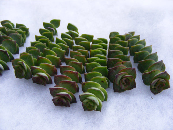 Crassula perforata string of button succulent cuttings
