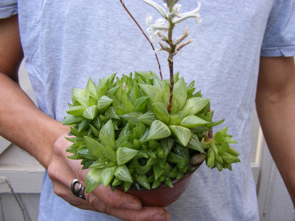 hiawatha succulent Haworthia Retusa Succulent/ for sale