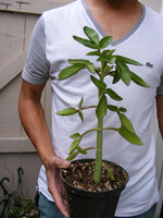 Kalanchoe prolifera Succulent