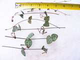 String of Hearts Plant Succulent Ceropegia Woodii Succulent Cuttings