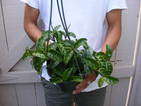 Hoya Carnosa Krinkle wax plant 5 inch hanging pot