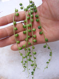 String of Pearls Senecio rowleyanus Succulent cuttings