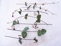 String of Hearts Plant Succulent Ceropegia Woodii Succulent Cuttings