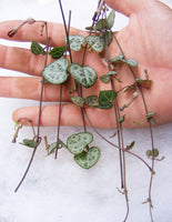 String of Hearts Plant Succulent Ceropegia Woodii Cuttings