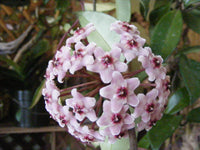 Variegated Hoya Crimson Princess wax plant