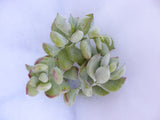 Cotyledon pendens Succulent cuttings