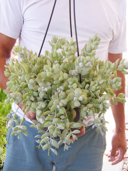 succulent cuttings for sale Cotyledon pendens Succulent cuttings/ for sale
