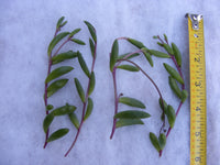 Othonna capensis hybrid Ruby Neckalace Succulent Cuttings