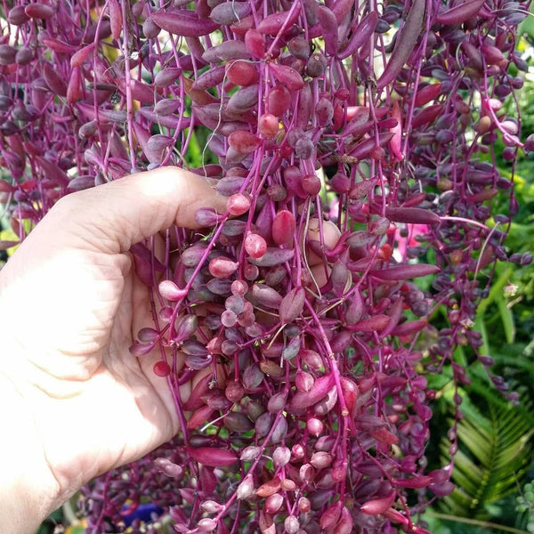 Othonna Capensis (Ruby Necklace) (With Soil, Plant & Pot) – Kumaun Plants