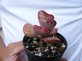Adromischus triflorus succulent