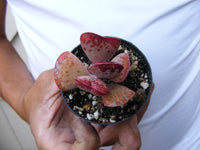 Adromischus triflorus heart shape Succulent