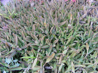 Kalanchoe diagremontiana Succulent Mother of Thousands Succulent cuttings
