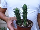 Euphorbia Mammilaris succulent