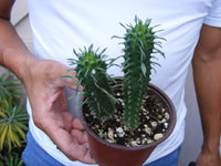 Euphorbia Mammilaris succulent