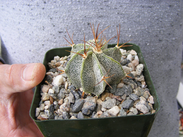 Astrophytum ornatum Cactus