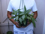 Hoya pubicalyx Splash wax plant - Rare