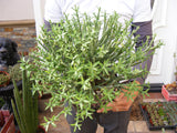 Euphorbia Mauritanica Clump Succulent