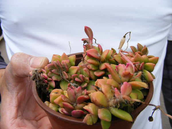 anacampseros rufescens succulent Variegated Anacampseros rufescens Succulent/ for sale