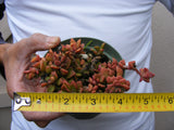 Variegated Anacampseros rufescens Succulent