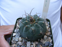 Matucana Madisonidrum 'Albiflora' Cactus Rare
