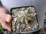 Astrophytum ornatum (BillM) Cactus