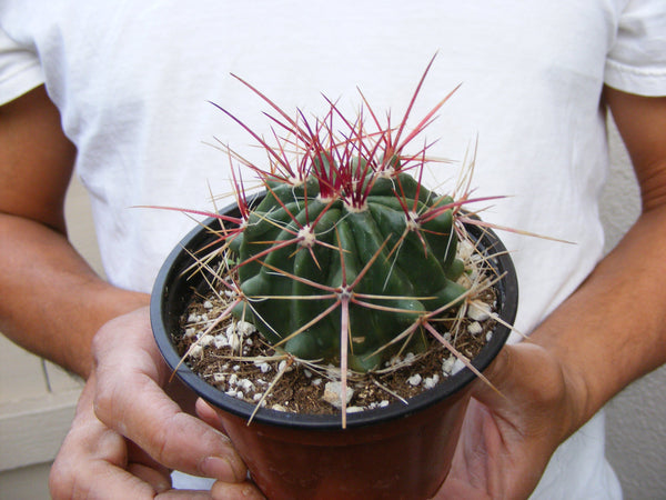 Ferocactus Latispinus Cactus