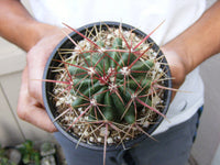 Ferocactus Latispinus Cactus