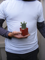 Opunita Microdasys Albata Cactus