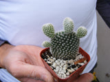 Opunita Microdasys Albata Cactus