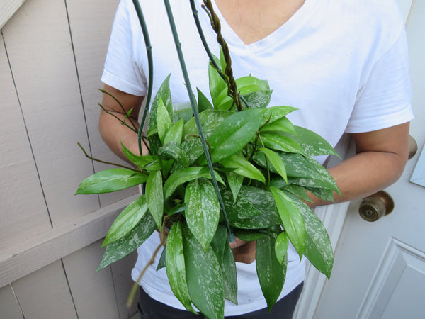 Hoya pubicalyx Splash wax plant