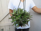 Kalanchoe diagremontiana Succulent