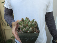 Peanut cactus Echinopsis chamaecereus Cactus CLUMP