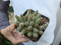 Peanut cactus Echinopsis chamaecereus Cactus CLUMP
