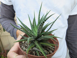 Haworthia fasiata Succulent Rare