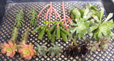 20 Assorted Succulent Cuttings Assorted Varieties -set 1